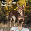 image Australian Kelpies 2024 Wall Calendar Main Product Image width=&quot;1000&quot; height=&quot;1000&quot;