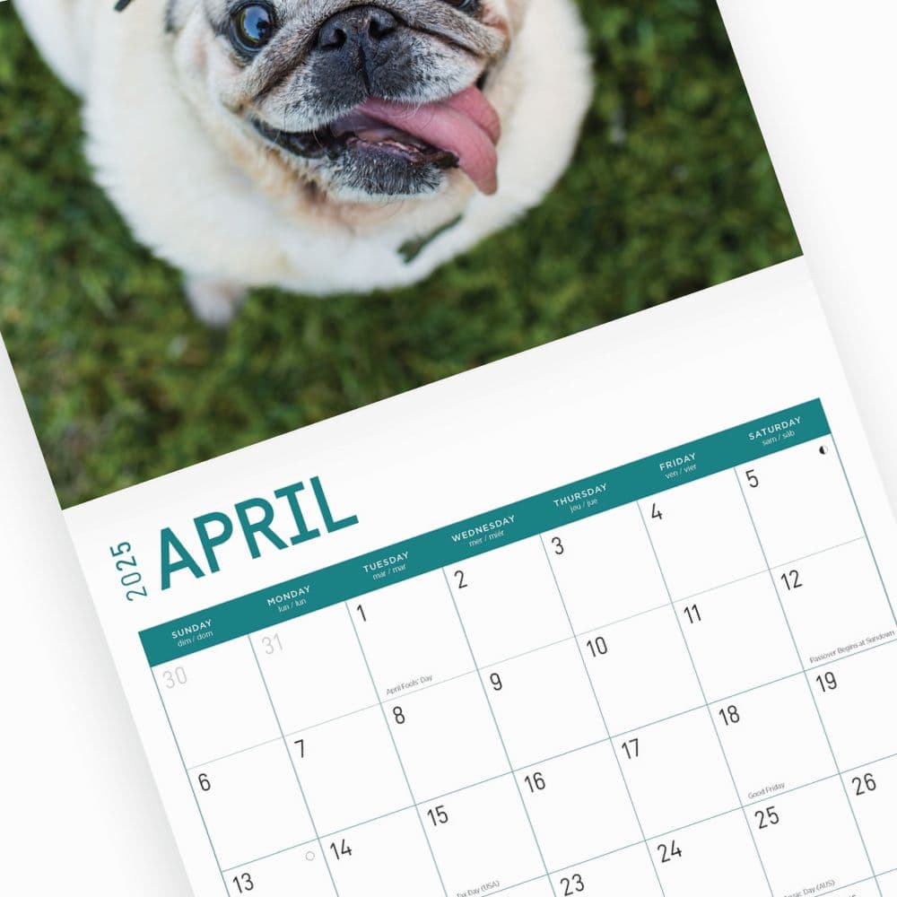 Pugs 2025 Wall Calendar Sixth Alternate Image