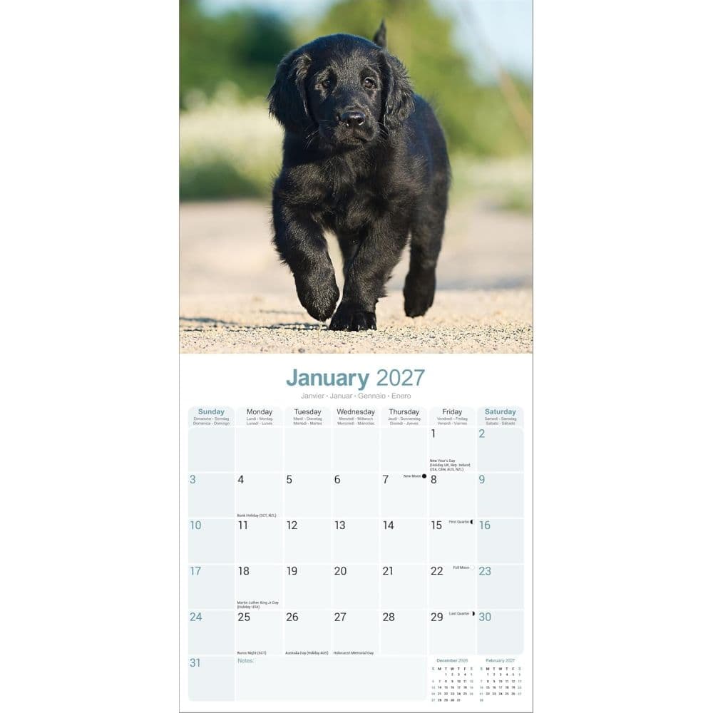 Flatcoated Retriever 2027 Wall Calendar Second Alternate Image