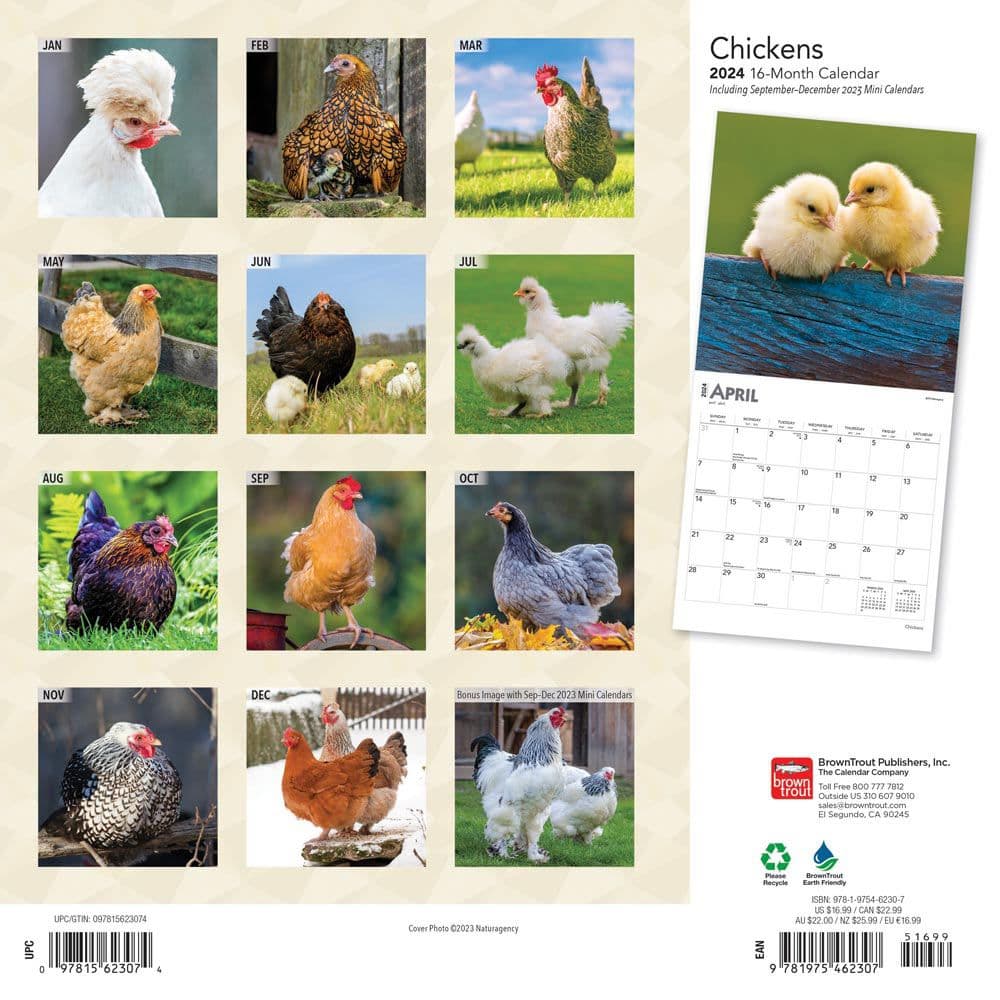 Chickens  2024 Wall Calendar Alternate Image 1