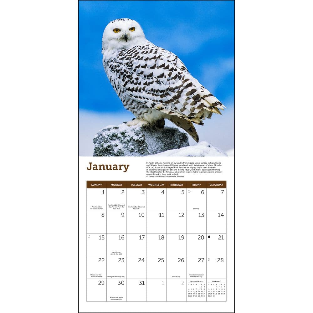 Owls 2023 Mini Wall Calendar - Calendars.com