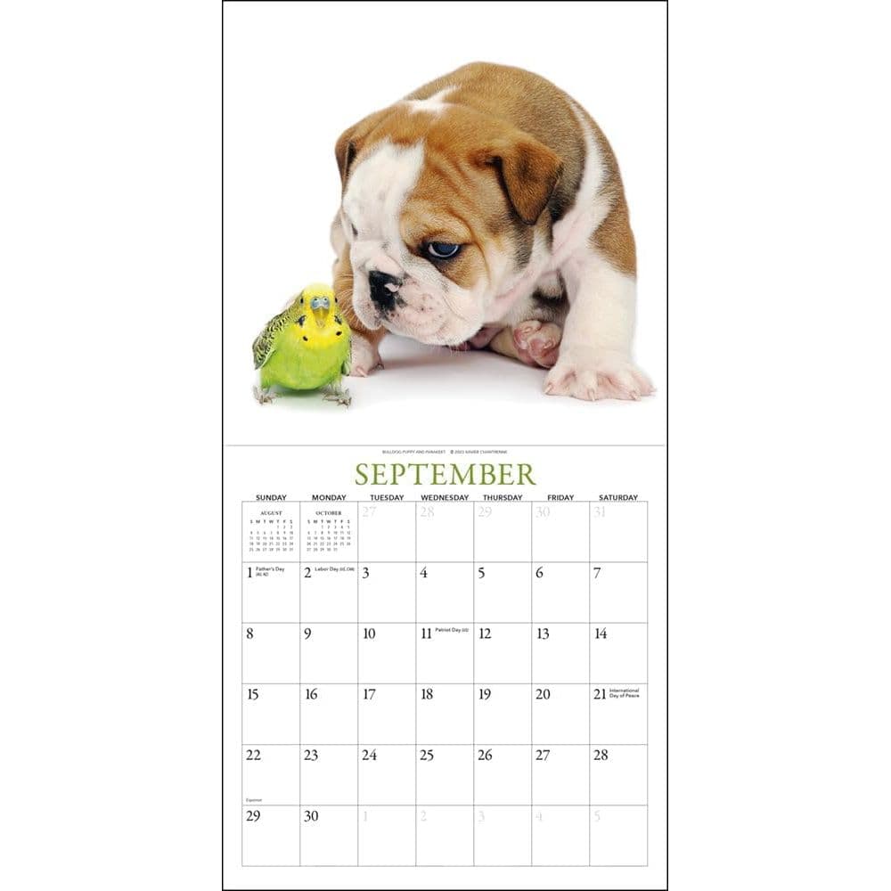 Puppies &amp; Friends 2024 Mini Wall Calendar Fourth Alternate Image width=&quot;1000&quot; height=&quot;1000&quot;