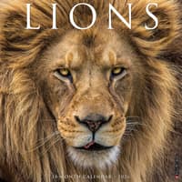 image Lions 2026 Wall Calendar