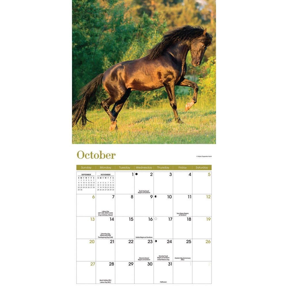 Horses 2024 Mini Wall Calendar
