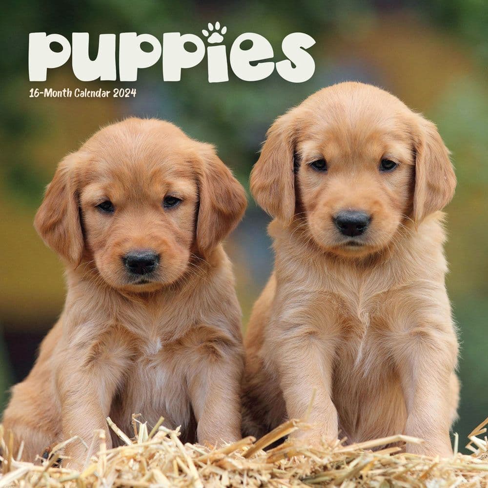 Puppies 2024 Mini Wall Calendar