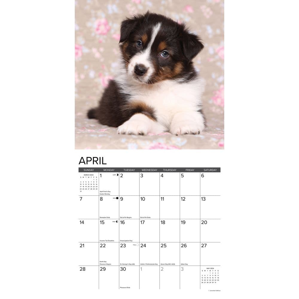 Australian Shepherd Puppies 2024 Wall Calendar Calendars Com   A4c52da4 30ac 441a 800f Db16b20424cb