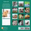 image Persian Cats 2025 Wall Calendar First Alternate Image width=&quot;1000&quot; height=&quot;1000&quot;