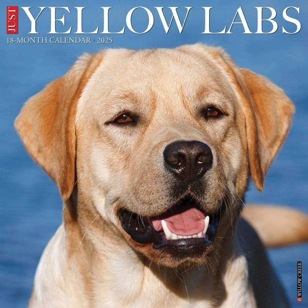 image Just Yellow Labs 2025 Wall Calendar Main Image