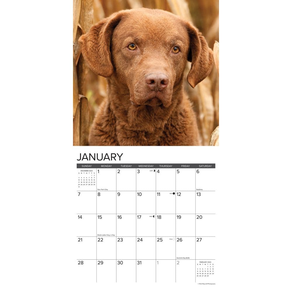 Just Chesapeake Bay Retrievers 2024 Wall Calendar - Calendars.com