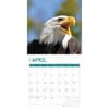 image Bald Eagles 2025 Wall Calendar Second Alternate Image width="1000" height="1000"