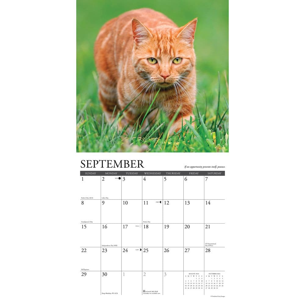Cats What Cats Teach Us 2024 Wall Calendar Alternate Image 2