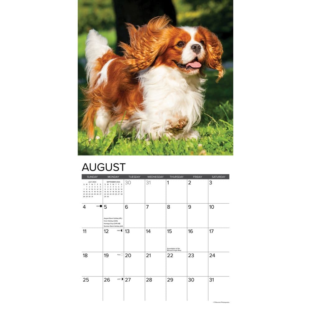 Just Cavalier King Charles 2024 Wall Calendar