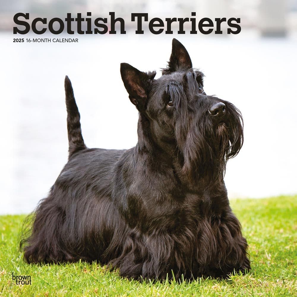 image Scottish Terriers 2025 Wall Calendar  Main Image