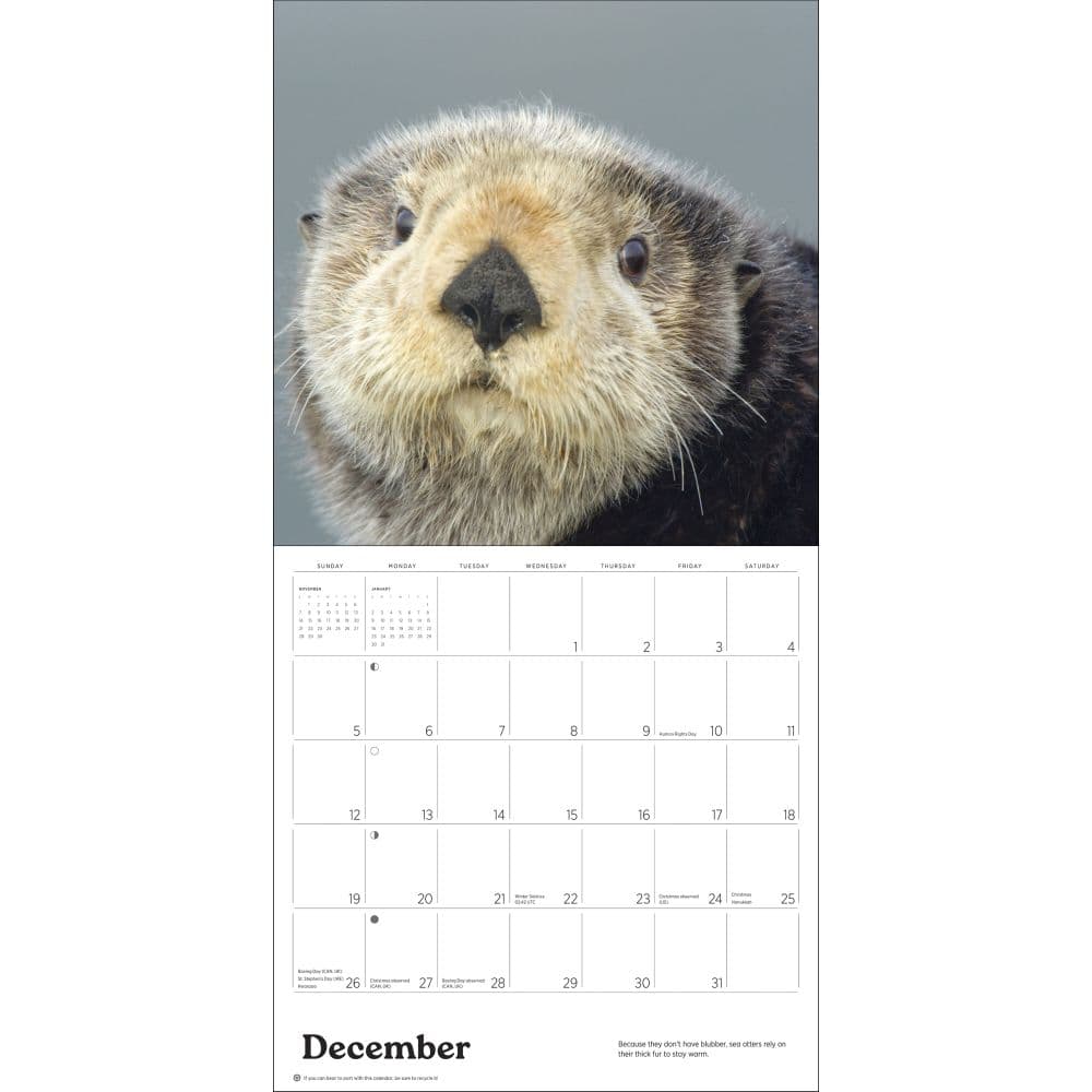Sea Otters 2027 Wall Calendar Fourth Alternate Image