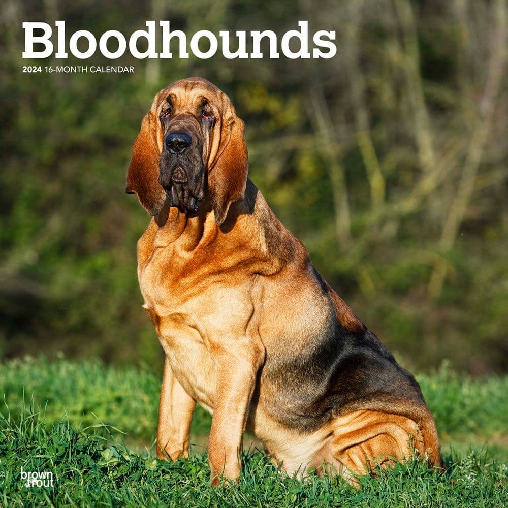 Bloodhounds 2024 Wall Calendar Main Product Image width=&quot;1000&quot; height=&quot;1000&quot;
