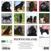 image Just Newfoundlands 2026 Wall Calendar First Alternate Image