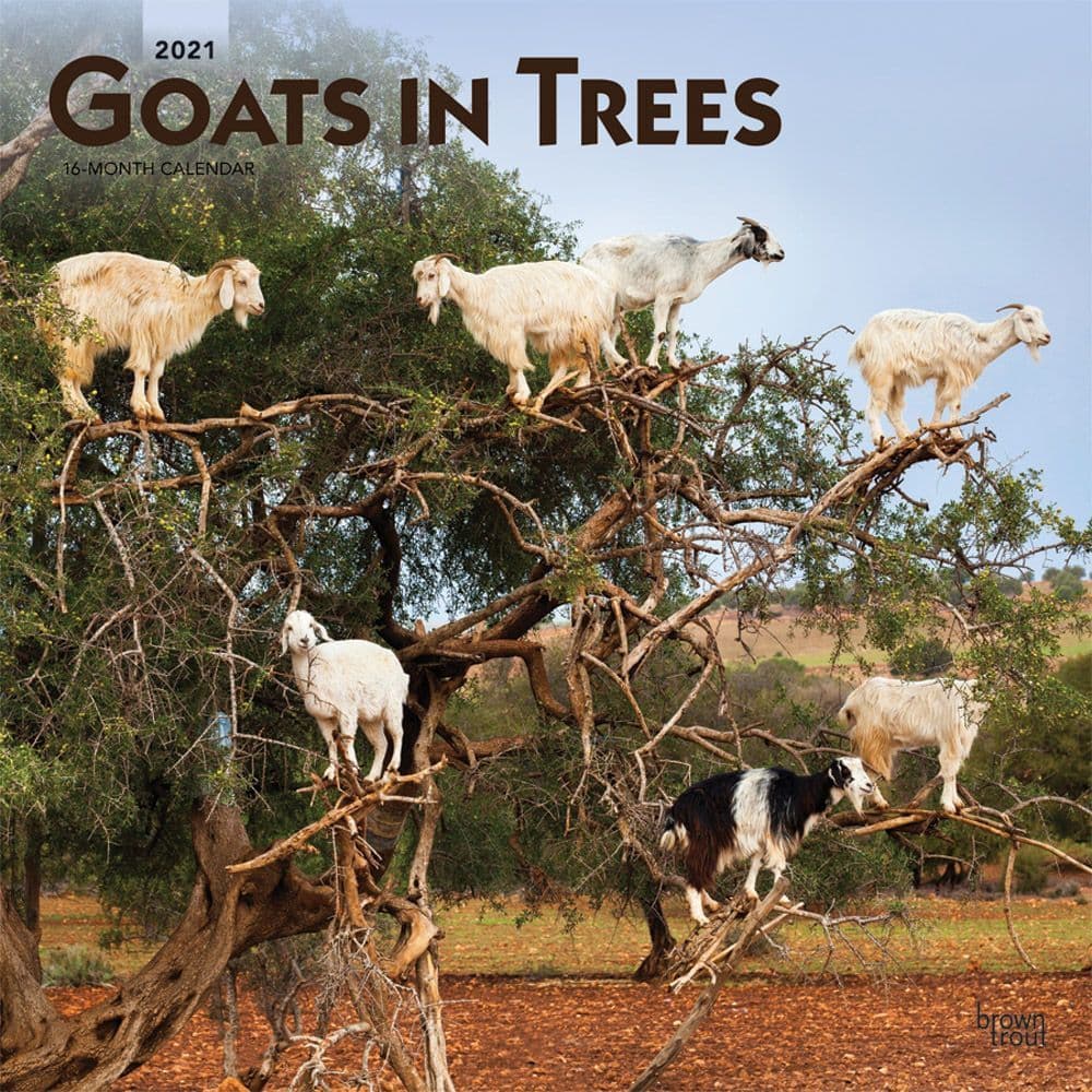 Goats in Trees Wall Calendar