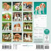 image Cavalier King Charles Puppies 2026 Mini Wall Calendar First Alternate Image