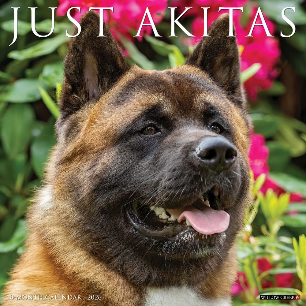 Just Akitas 2026 Wall Calendar Main Image
