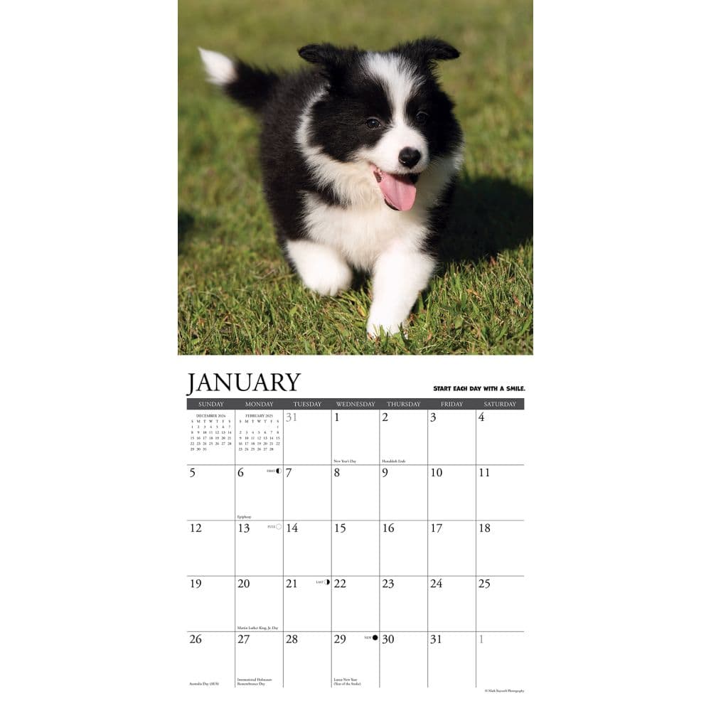 What Puppies Teach Us 2025 Wall Calendar Second Alternate Image width=&quot;1000&quot; height=&quot;1000&quot;