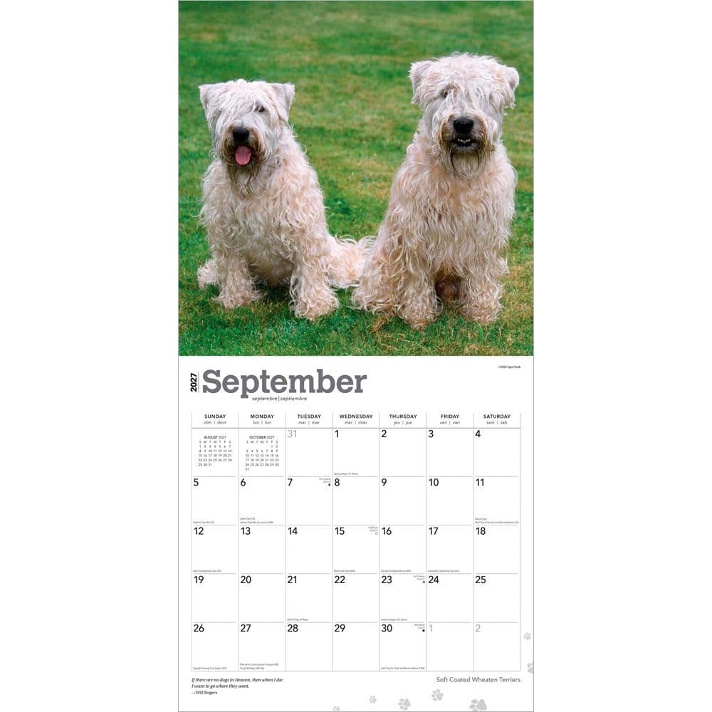 Wheaten Terriers Soft Coated 2027 Wall Calendar Third Alternate Image