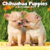 image Chihuahua Puppies 2026 Mini Wall Calendar  Main Image