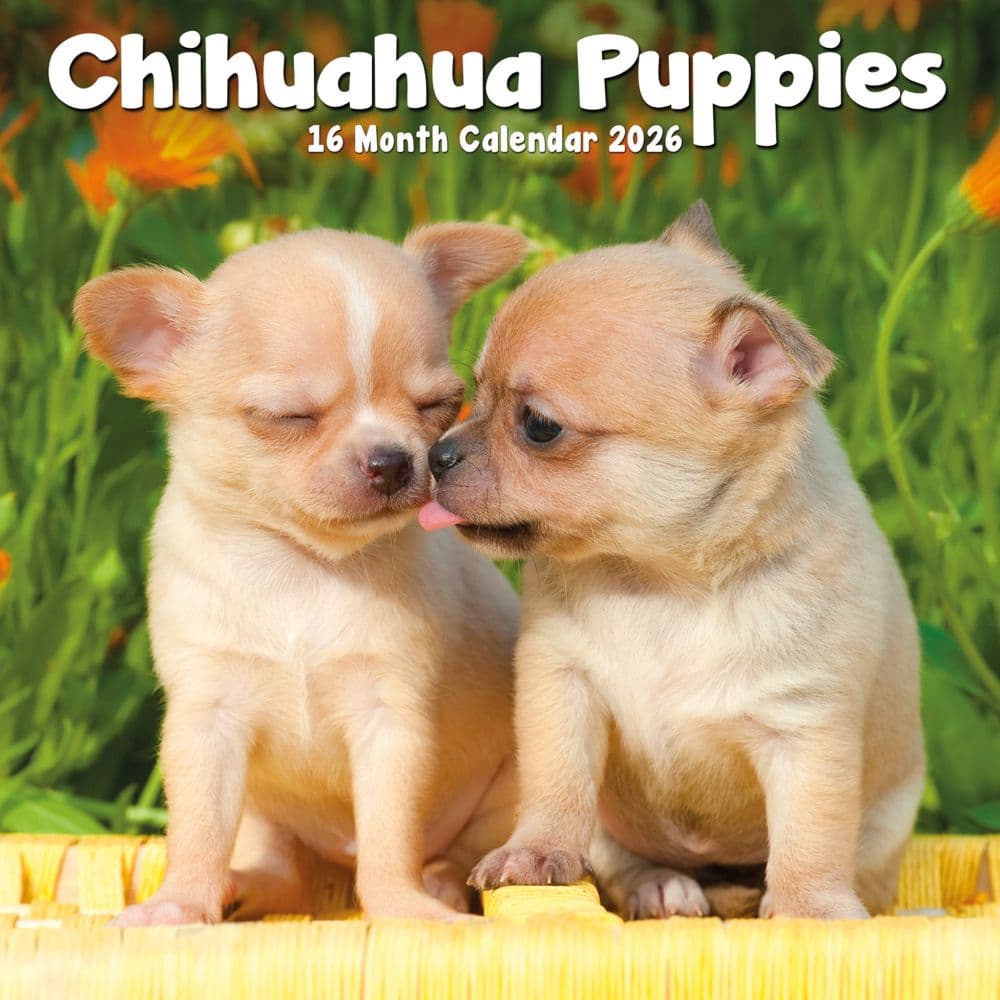 Chihuahua Puppies 2026 Mini Wall Calendar  Main Image