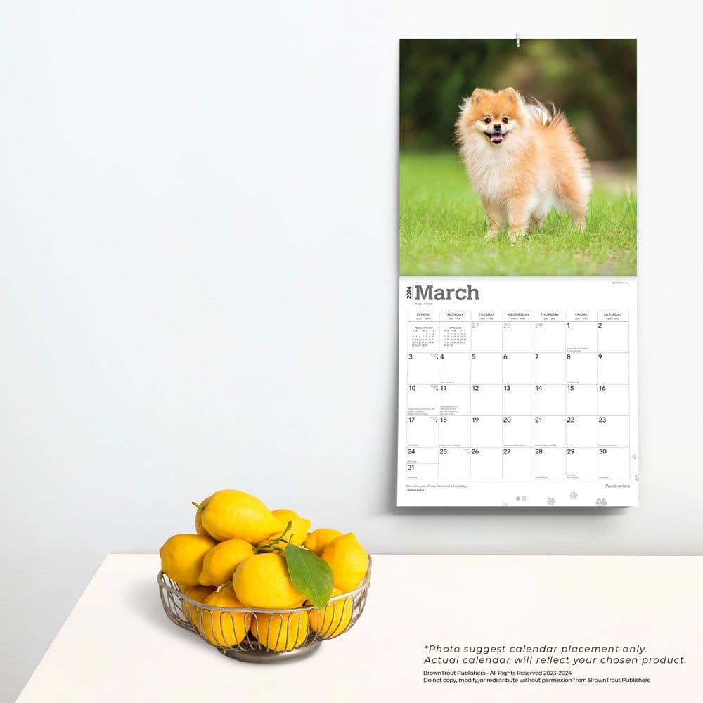 Pomeranians 2024 Wall Calendar