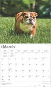 image Bulldogs Deluxe 2025 Wall Calendar March