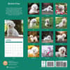 image Bichon Frise 2025 Wall Calendar First Alternate Image