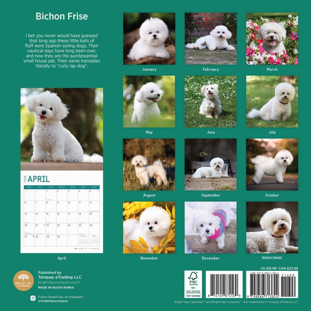 Bichon Frise 2025 Wall Calendar First Alternate Image