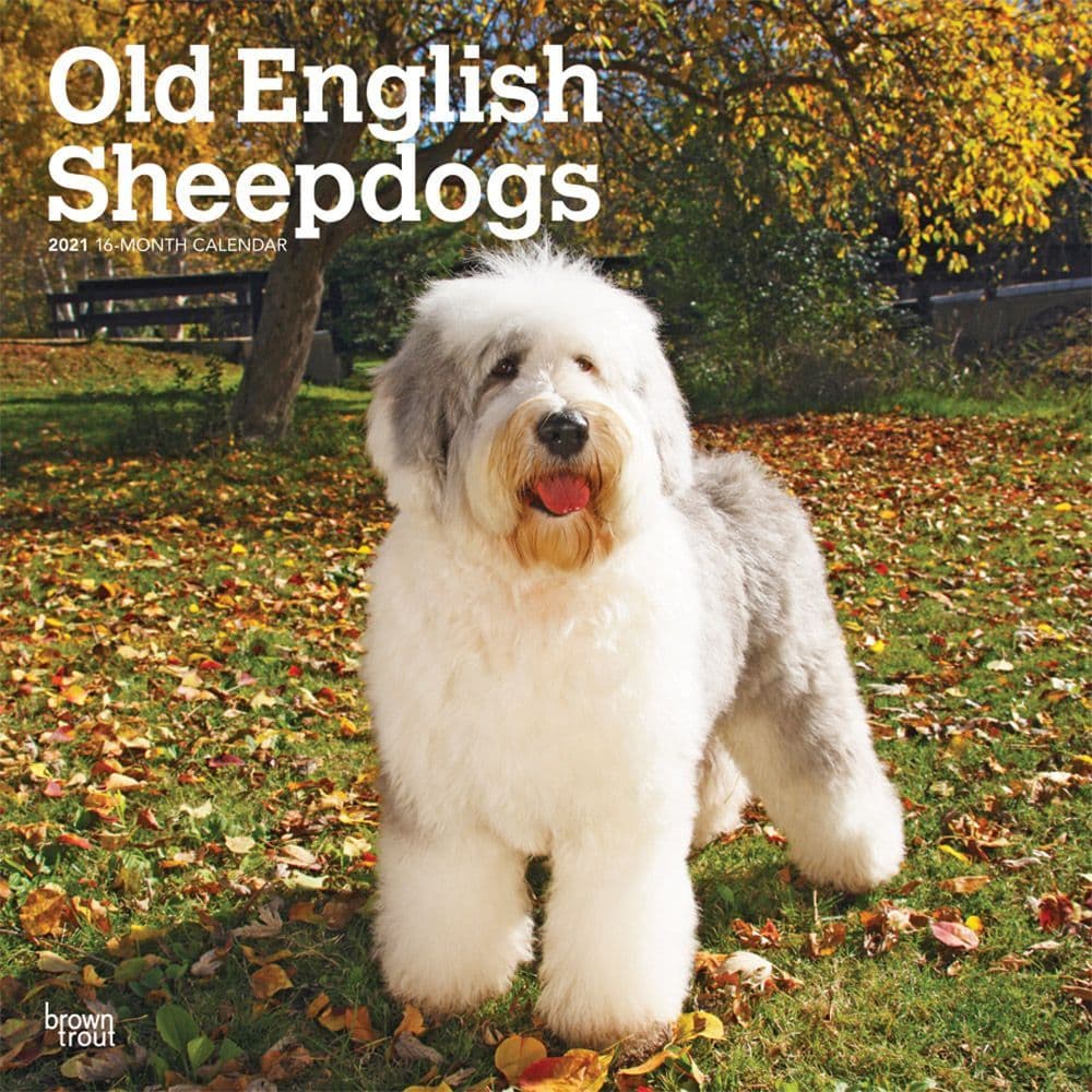 Old English Sheepdogs Wall Calendar