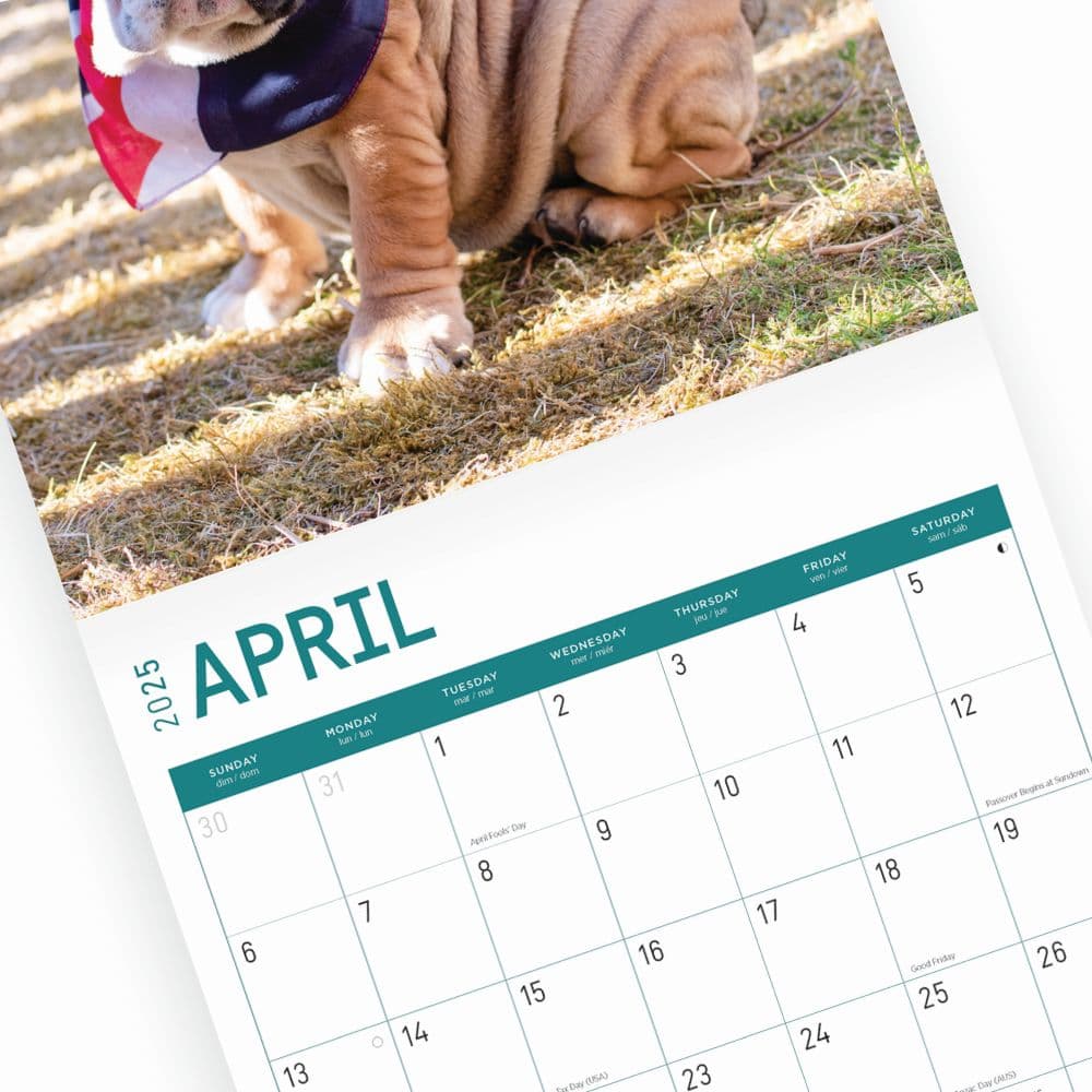 Bulldog Puppies 2025 Wall Calendar Sixth Alternate Image