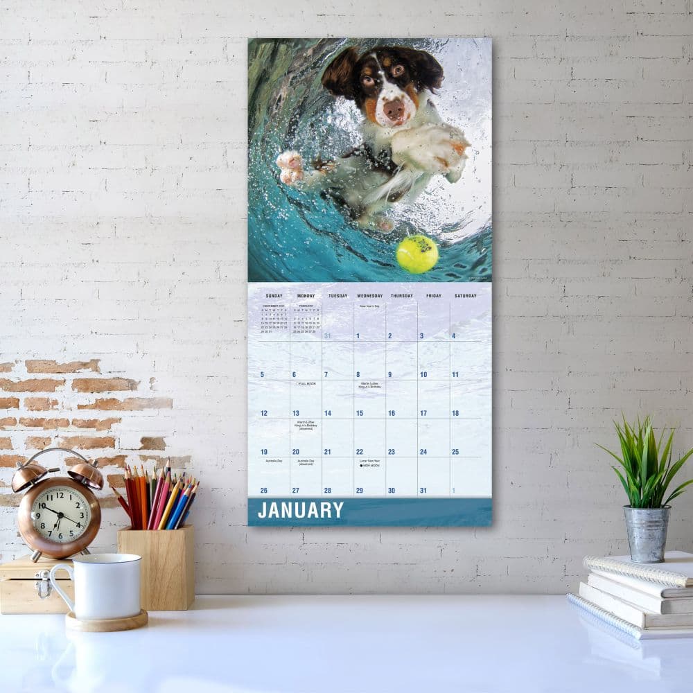 Underwater Dogs by Seth Casteel 2025 Wall Calendar