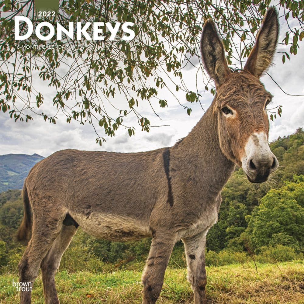Donkeys 2022 Wall Calendar