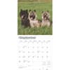 image Cairn Terriers 2025 Wall Calendar Second Alternate  Image width=&quot;1000&quot; height=&quot;1000&quot;