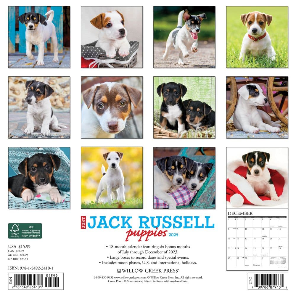 Jack Russell Puppies 2024 Wall Calendar Alternate Image 1
