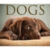image Dogs 2026 Desk Calendar Fourth Alternate Image