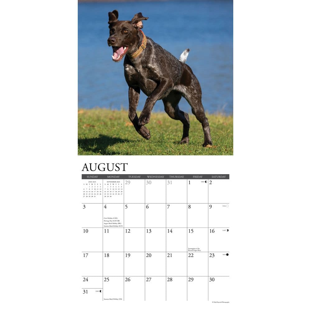 Just German Shorthair Pointers 2025 Wall Calendar Second Alternate Image width=&quot;1000&quot; height=&quot;1000&quot;