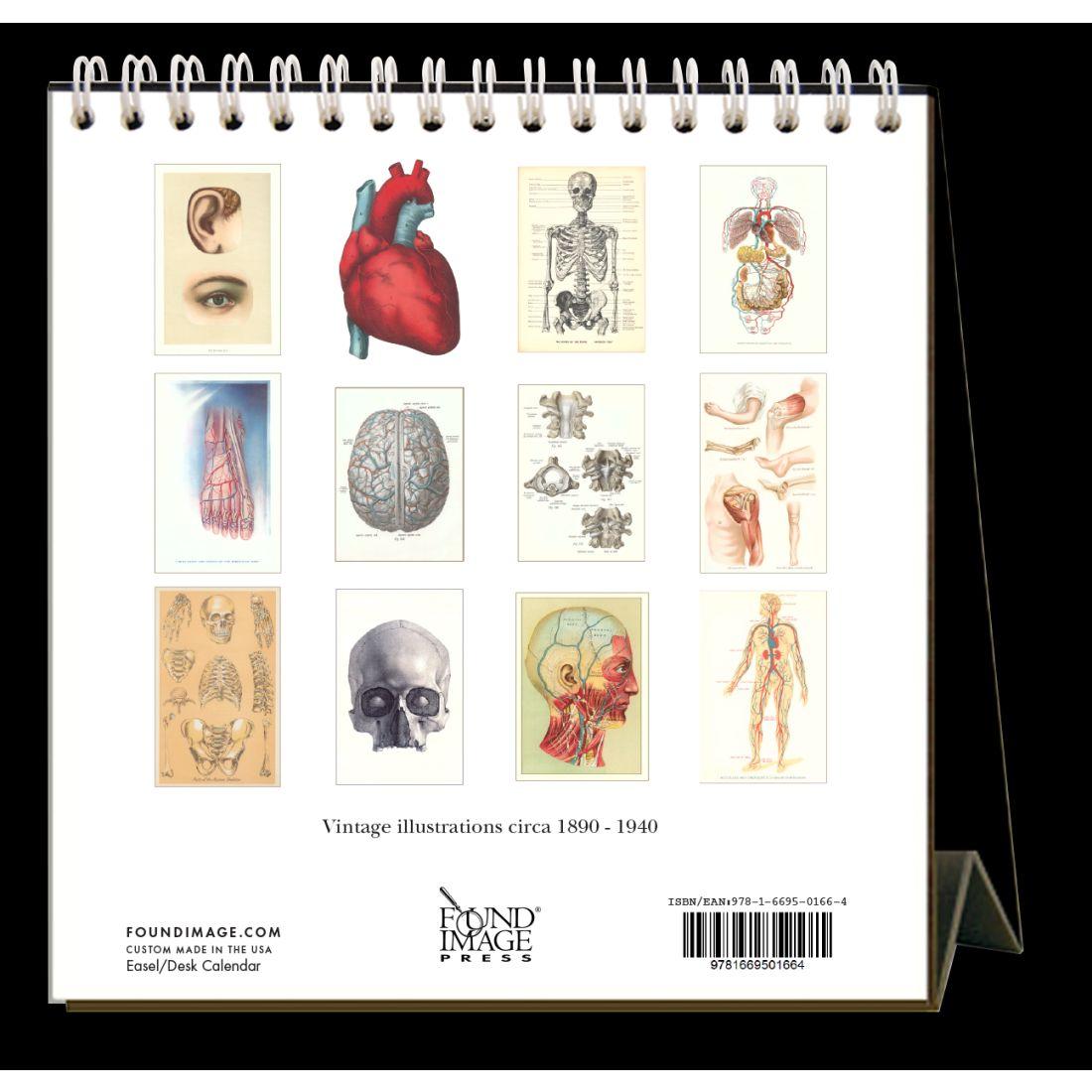 Anatomy 2024 Easel Desk Calendar