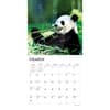image Pandas 2024 Wall Calendar Second Alternate Image width=&quot;1000&quot; height=&quot;1000&quot;