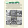 image American Wildlife Poster 2024 Wall Calendar Second Alternate Image width=&quot;1000&quot; height=&quot;1000&quot;