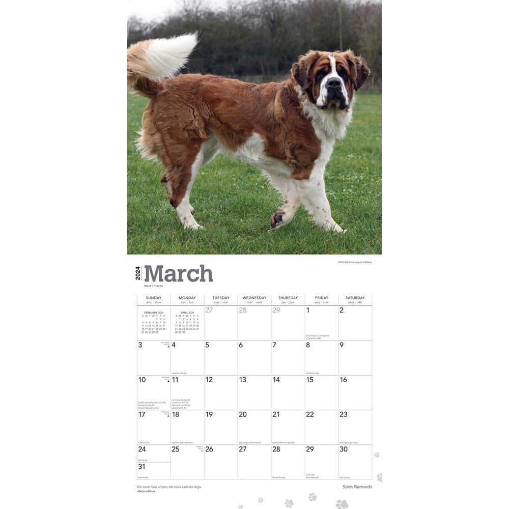 Saint Bernards 2025 Wall Calendar