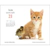 image Kittens and Friends 2025 Desk Calendar Second Alternate Image width=&quot;1000&quot; height=&quot;1000&quot;