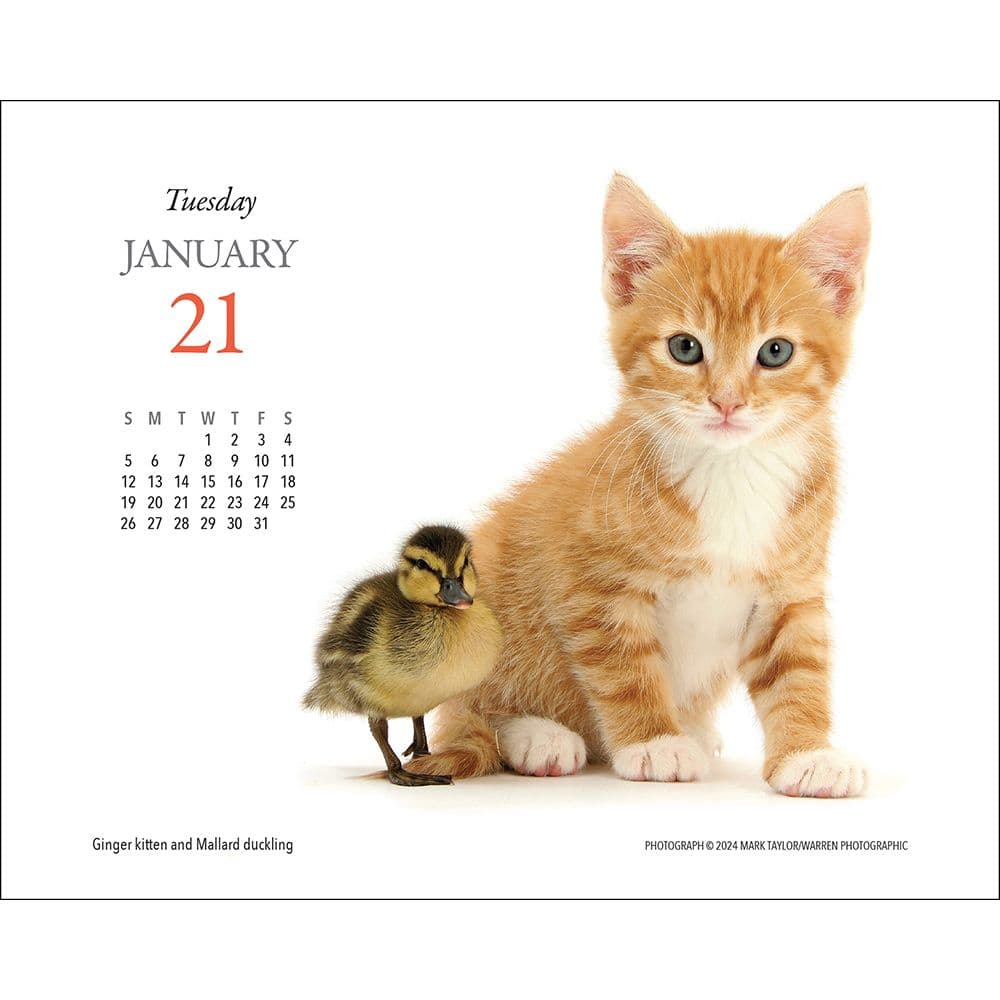 Kittens and Friends 2025 Desk Calendar