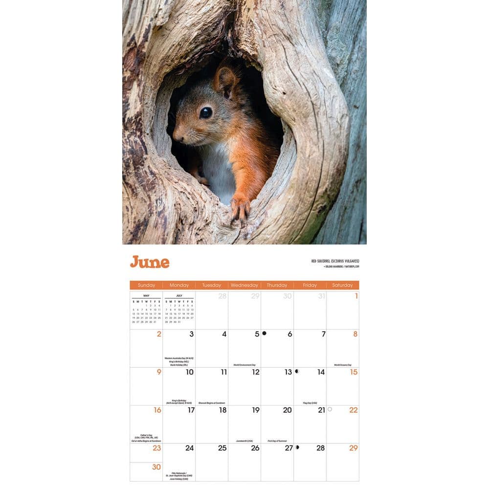 Squirrels 2024 Wall Calendar Alternate Image 2