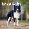 image Border Collies 2025 Wall Calendar Main Product Image