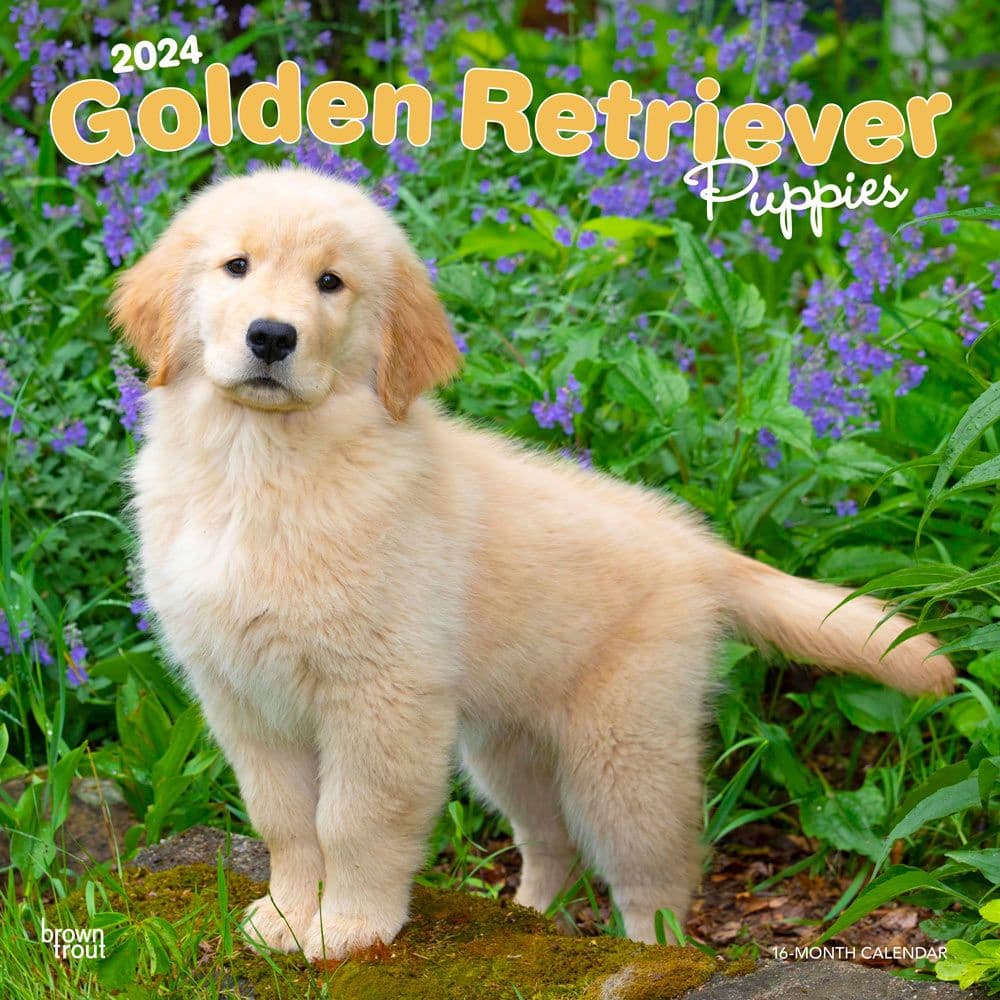 Golden Retriever Puppies  2024 Wall Calendar Main Image