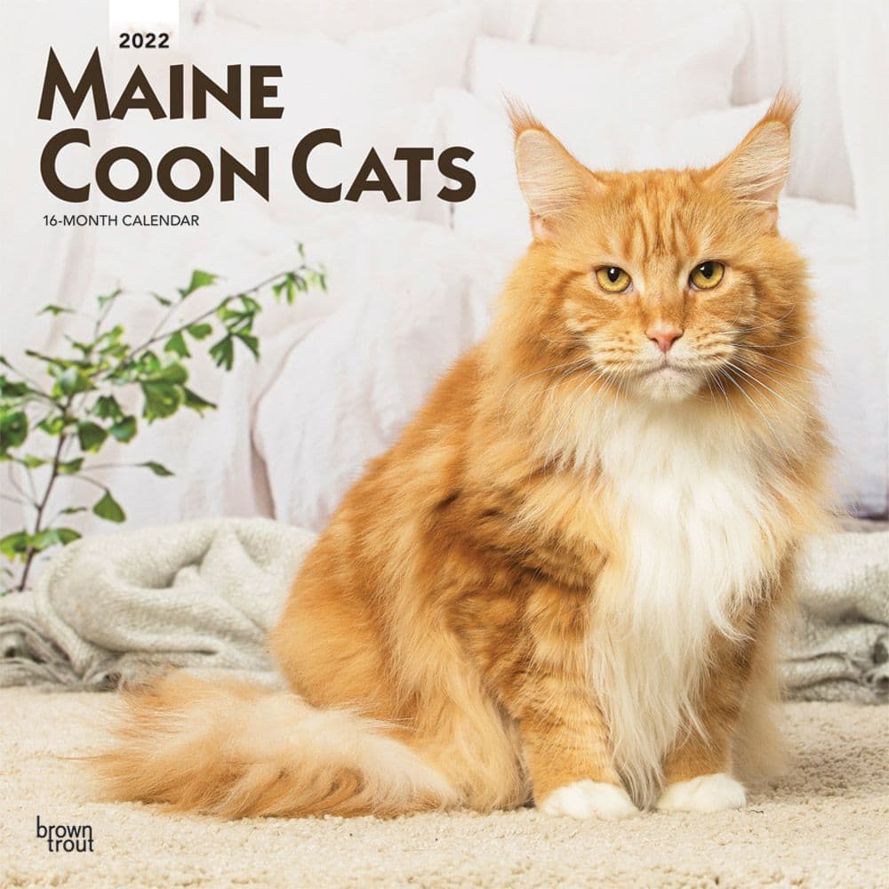 Maine Coon Cats 2022 Wall Calendar
