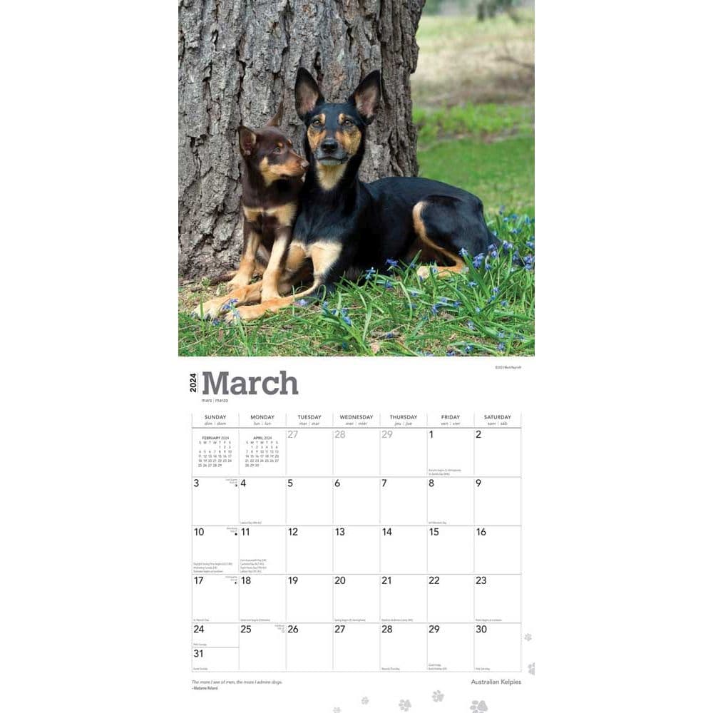 Australian Kelpies 2024 Wall Calendar